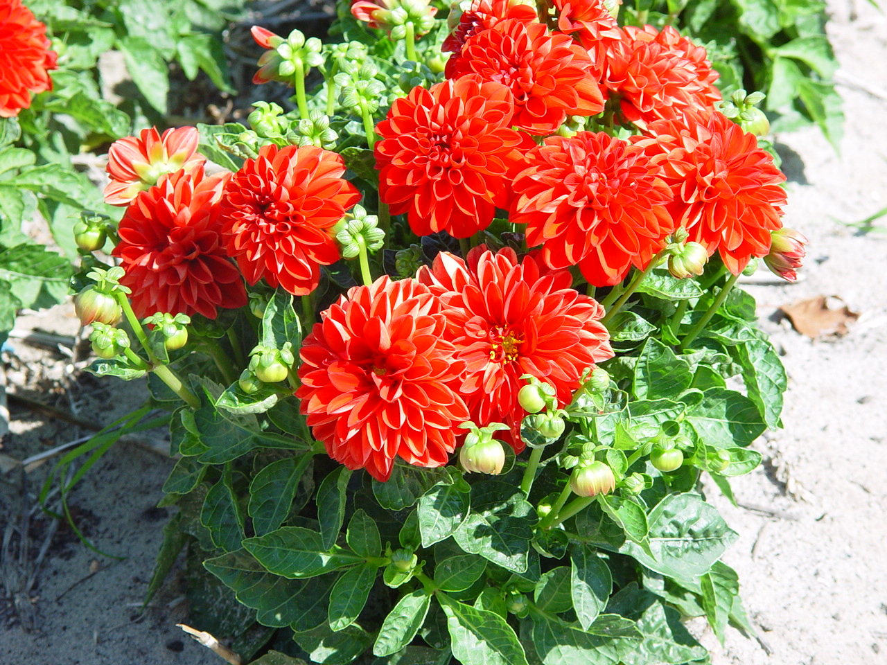 Dahlia 'Arizona Red'